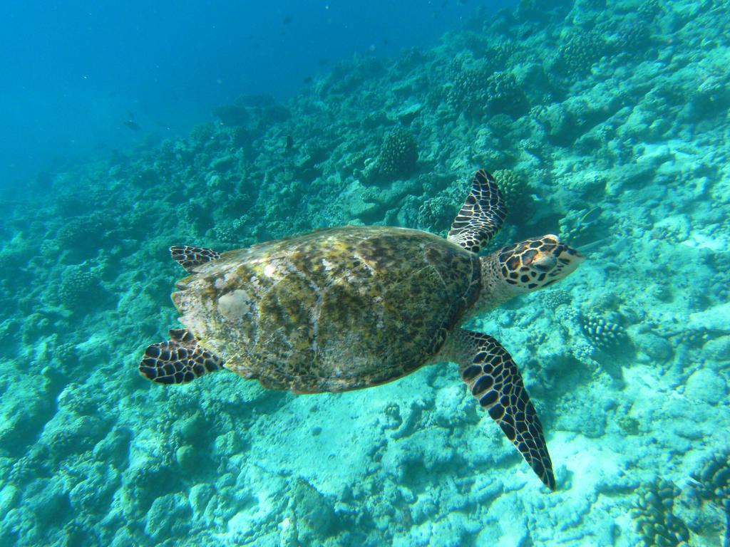 Rasdhoo Coralville Ngoại thất bức ảnh