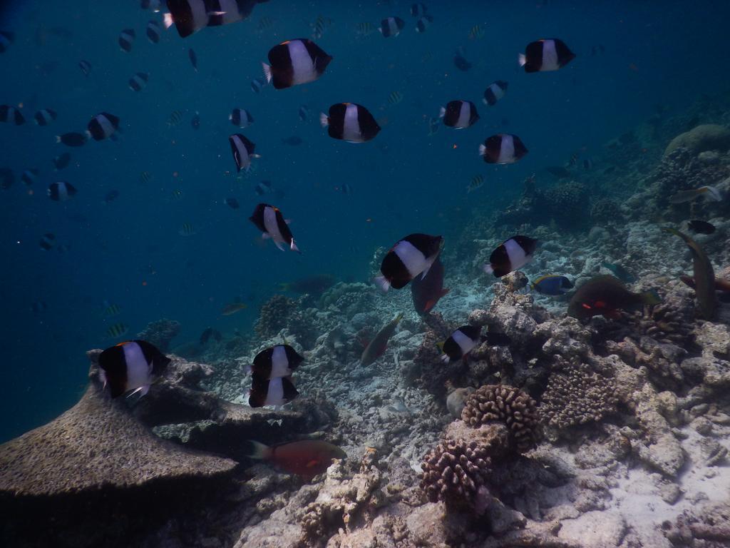Rasdhoo Coralville Ngoại thất bức ảnh