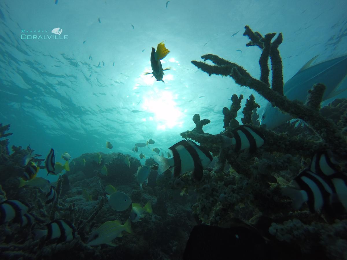Rasdhoo Coralville Ngoại thất bức ảnh